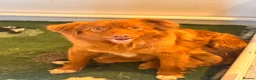 Nova Scotia Duck Tolling Retriever dogs for sale: One male Toller pup  - Advert 5