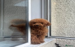 Toy Poodle dogs for sale: Female Toy Poodle  - Image 8