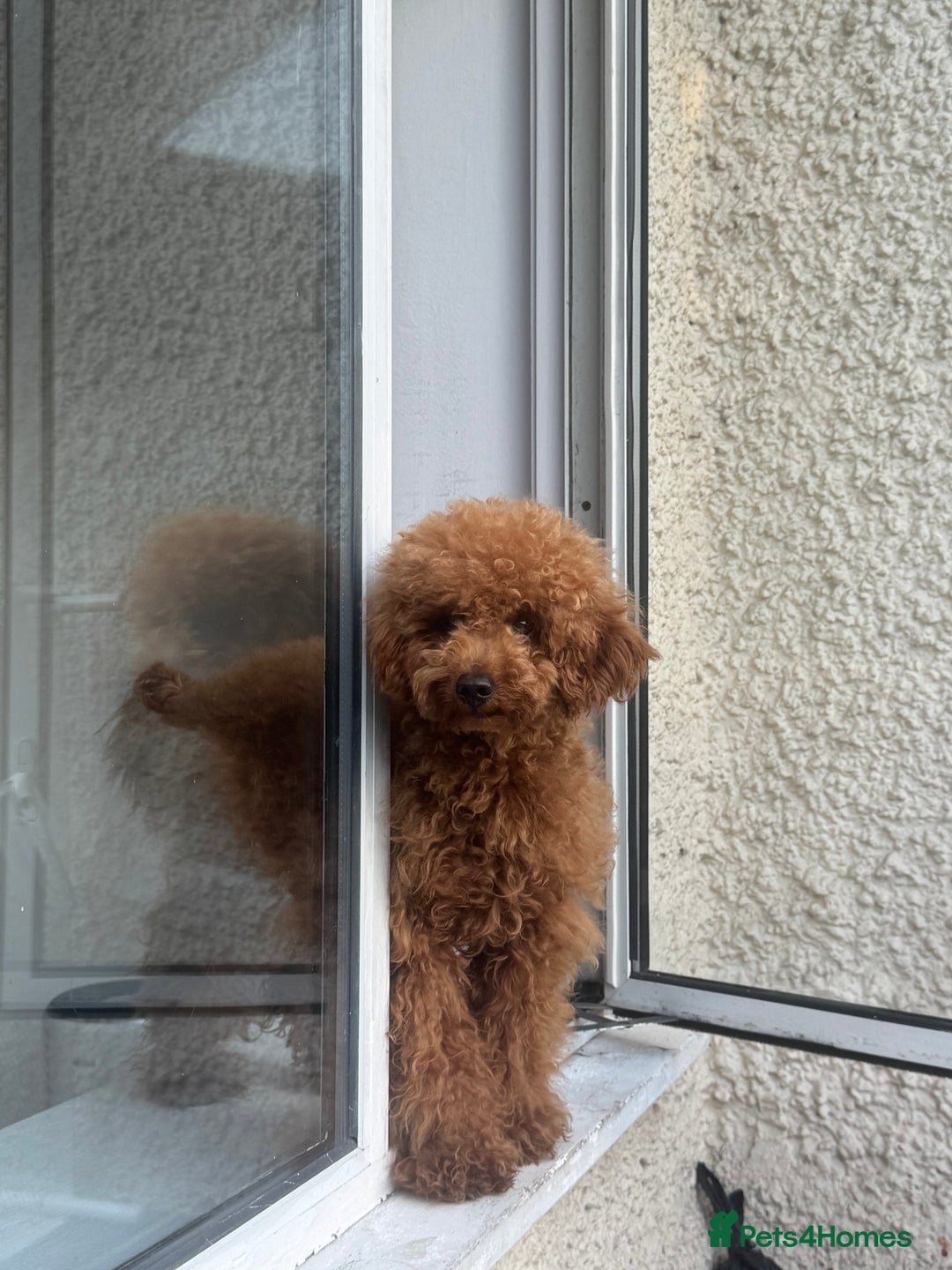 Toy Poodle dogs for sale: Female Toy Poodle  - Image 8