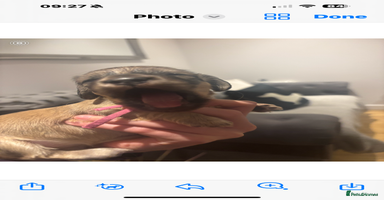 Miniature Dachshund dogs Our pick of the litter! Cream Female Mini Dach  - Advert 2