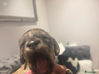 Miniature Dachshund dogs Our pick of the litter! Cream Female Mini Dach - Advert 16