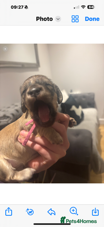 Miniature Dachshund dogs Our pick of the litter! Cream Female Mini Dach - Advert 4