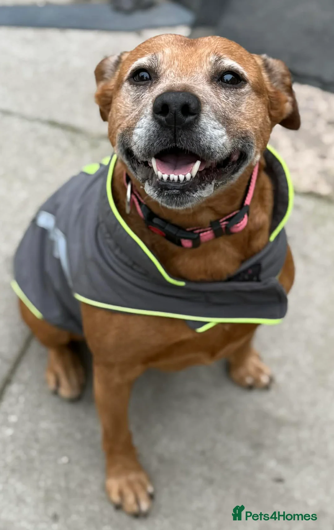 Mixed Breed dogs for adoption: Lovely Lucy wants a new forever home - Advert 3