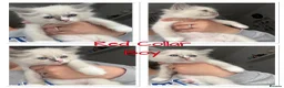 Ragdoll cats for sale: Last beautiful boy reduced ready to go  - Advert 2