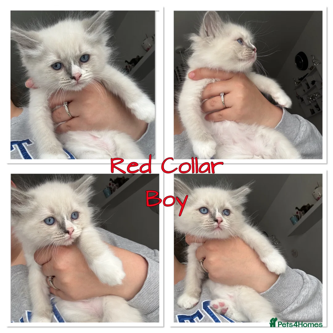 Ragdoll cats for sale: Last beautiful boy reduced ready to go  - Advert 2