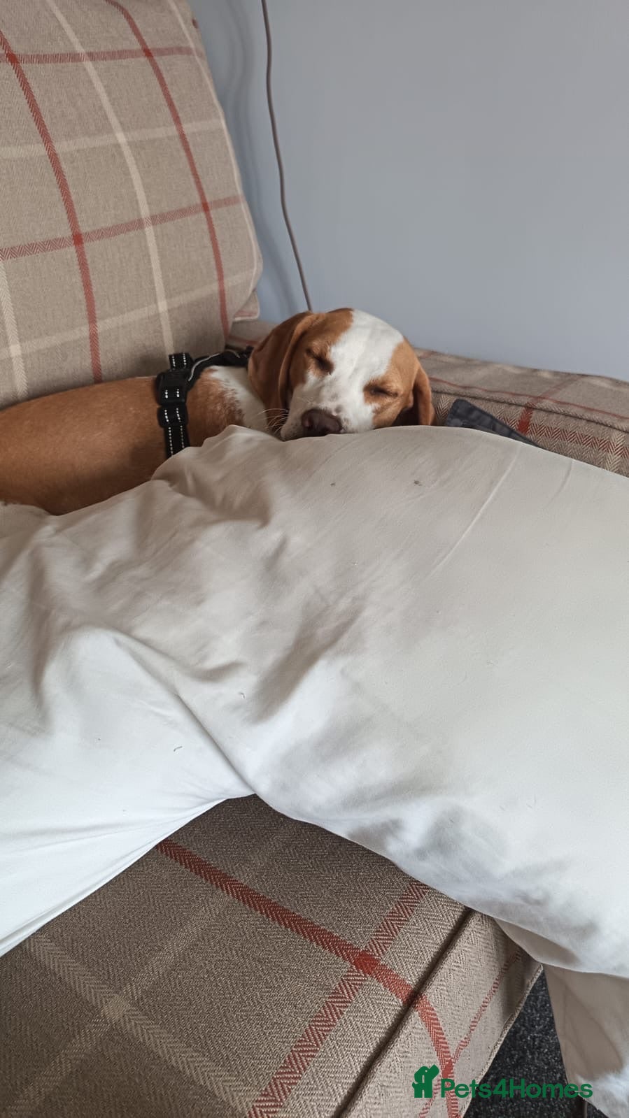 Beagle dogs Gorgeous boy Teddy 💖 - Advert 2