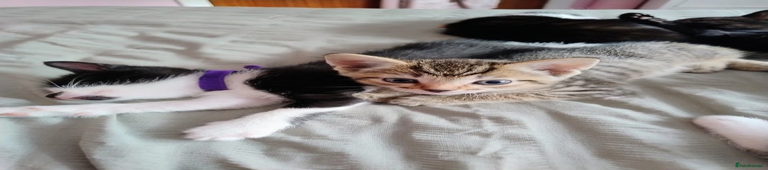Mixed Breed Kitten 1