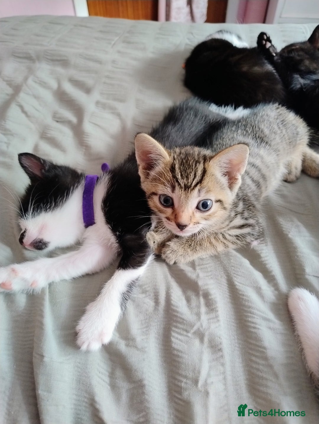 Mixed Breed cats for sale: Stunning kittens - Image 2