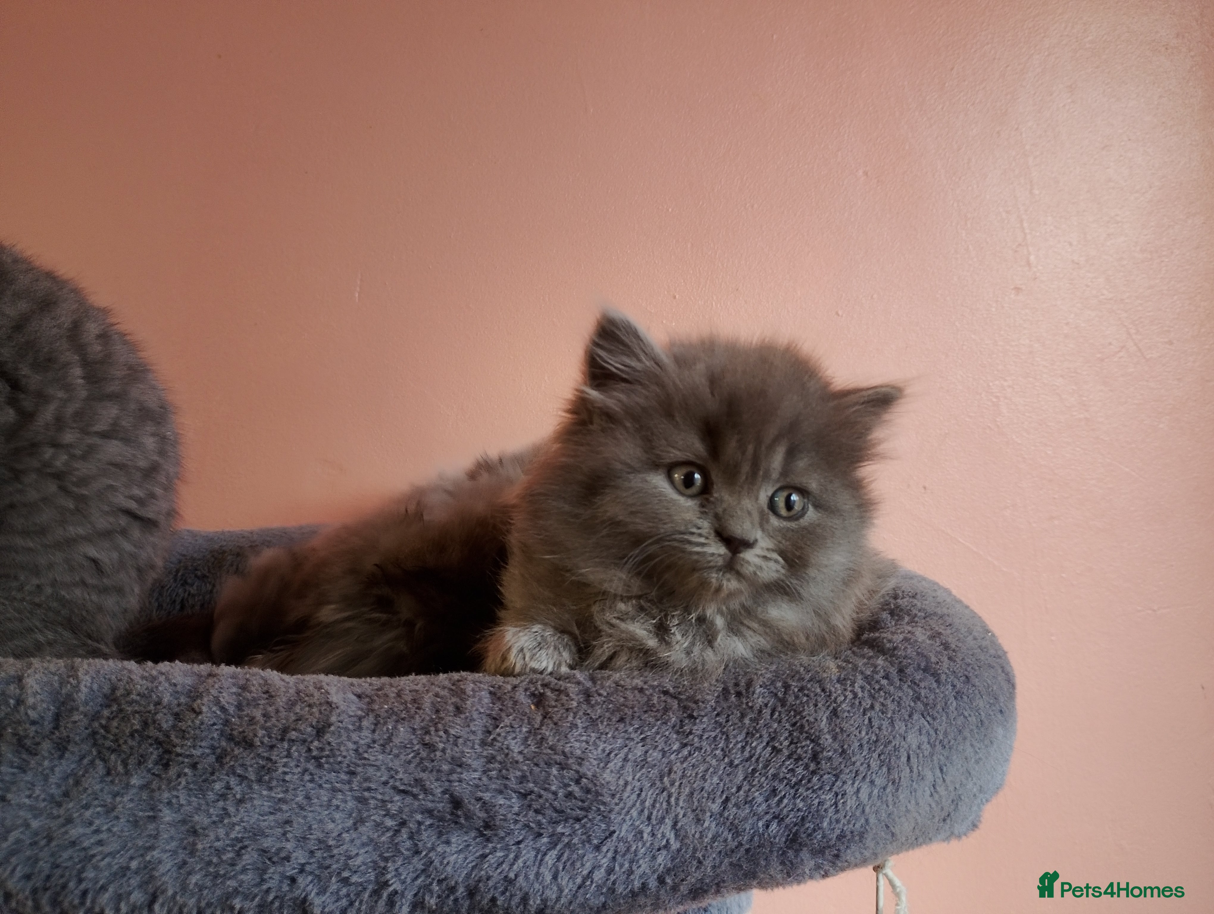 British Longhair cats BEAUTIFUL BRITISH LONGHAIR KITTENS! - Advert 11