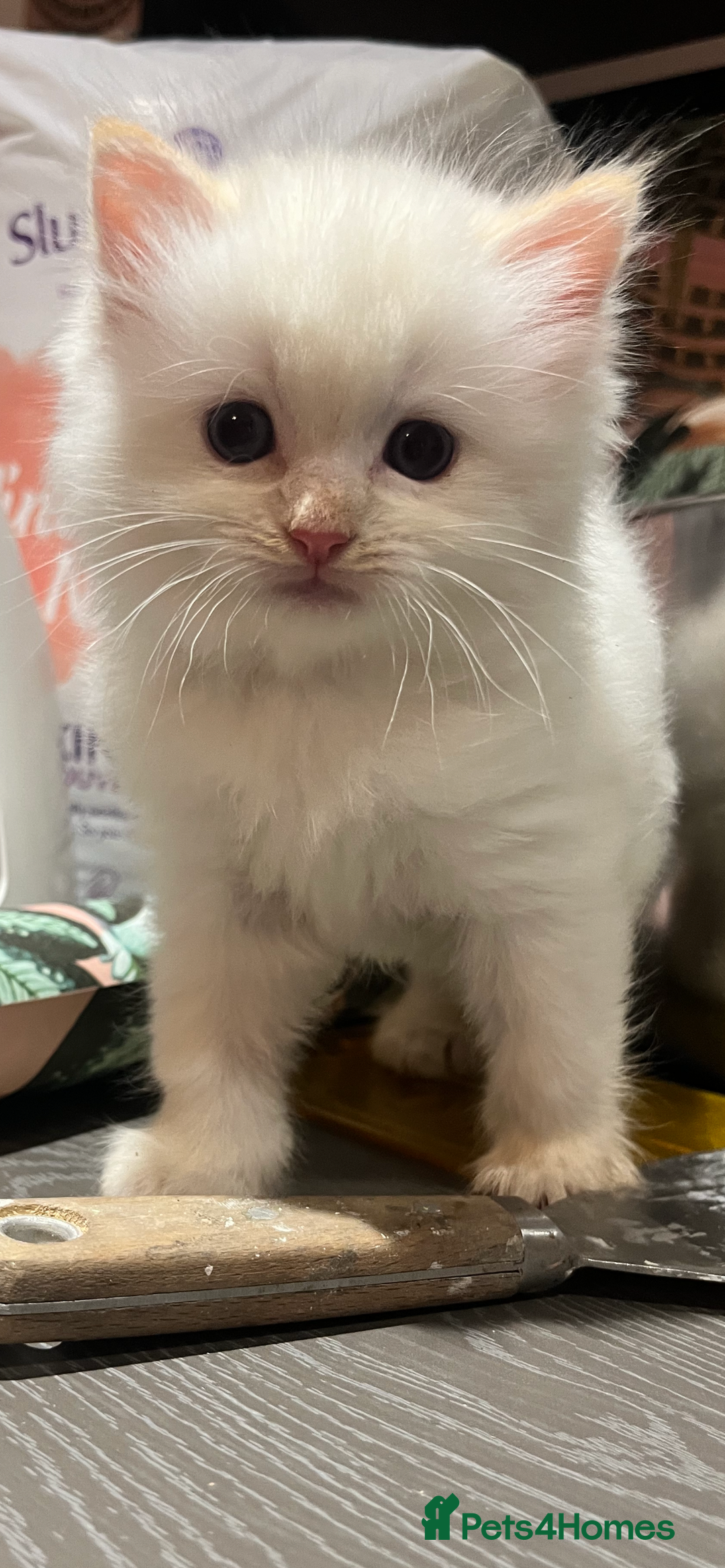 Ragdoll cats for sale: Last remaining flame point  - Advert 2