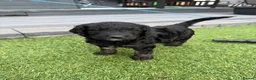 Double Doodle dogs for sale: Beautiful Golden St Bernadoodle Puppies for Sale  - Advert 22