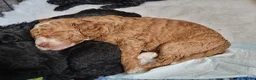 Labradoodle dogs for sale: Beautiful, top quality miniature Labradoodles  - Advert 11
