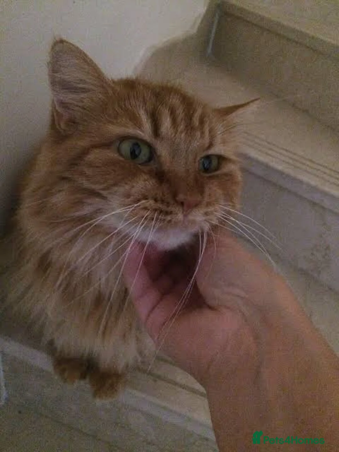 Mixed Breed cats for sale: Beautiful kitten - Advert 6