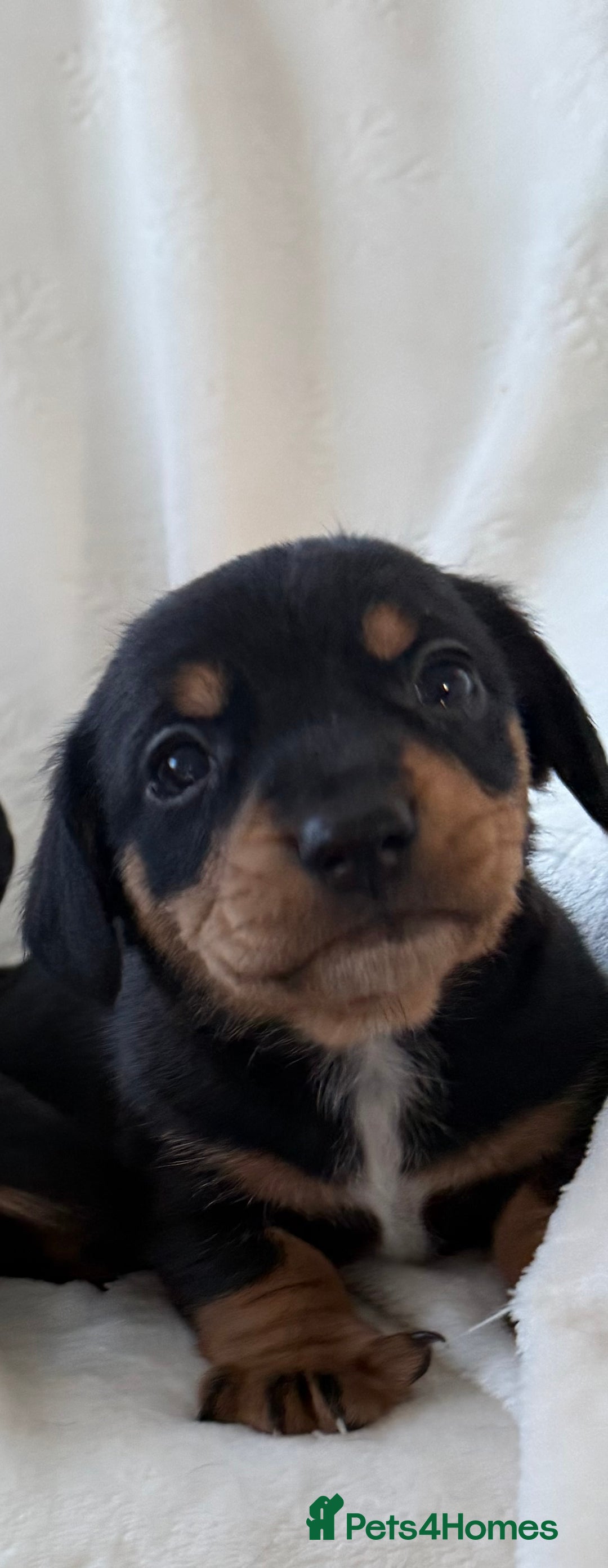 Mixed Breed dogs for sale: Beautiful jackadac puppys  - Advert 3