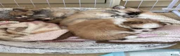 Pomchi dogs for sale: POMCHI PUPPIES FOR SALE - Advert 6