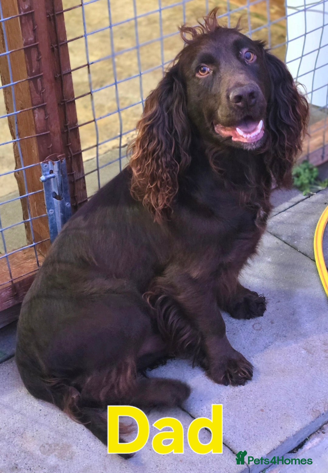 Cocker Spaniel dogs for sale: Beautiful Working KC Reg Cocker Spaniels Puppies - Advert 29