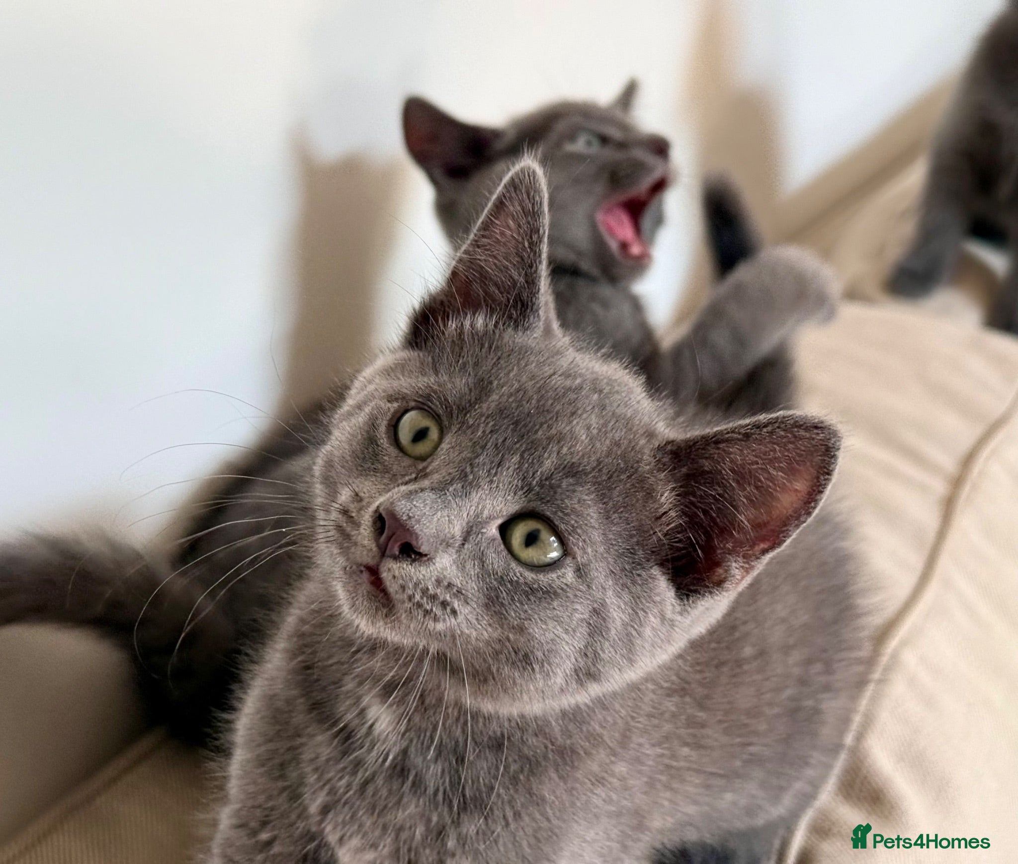 Russian Blue cats Russian blue kittens  - Advert 2