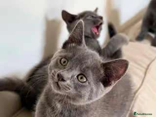 Russian Blue cats Russian blue kittens - Advert 2
