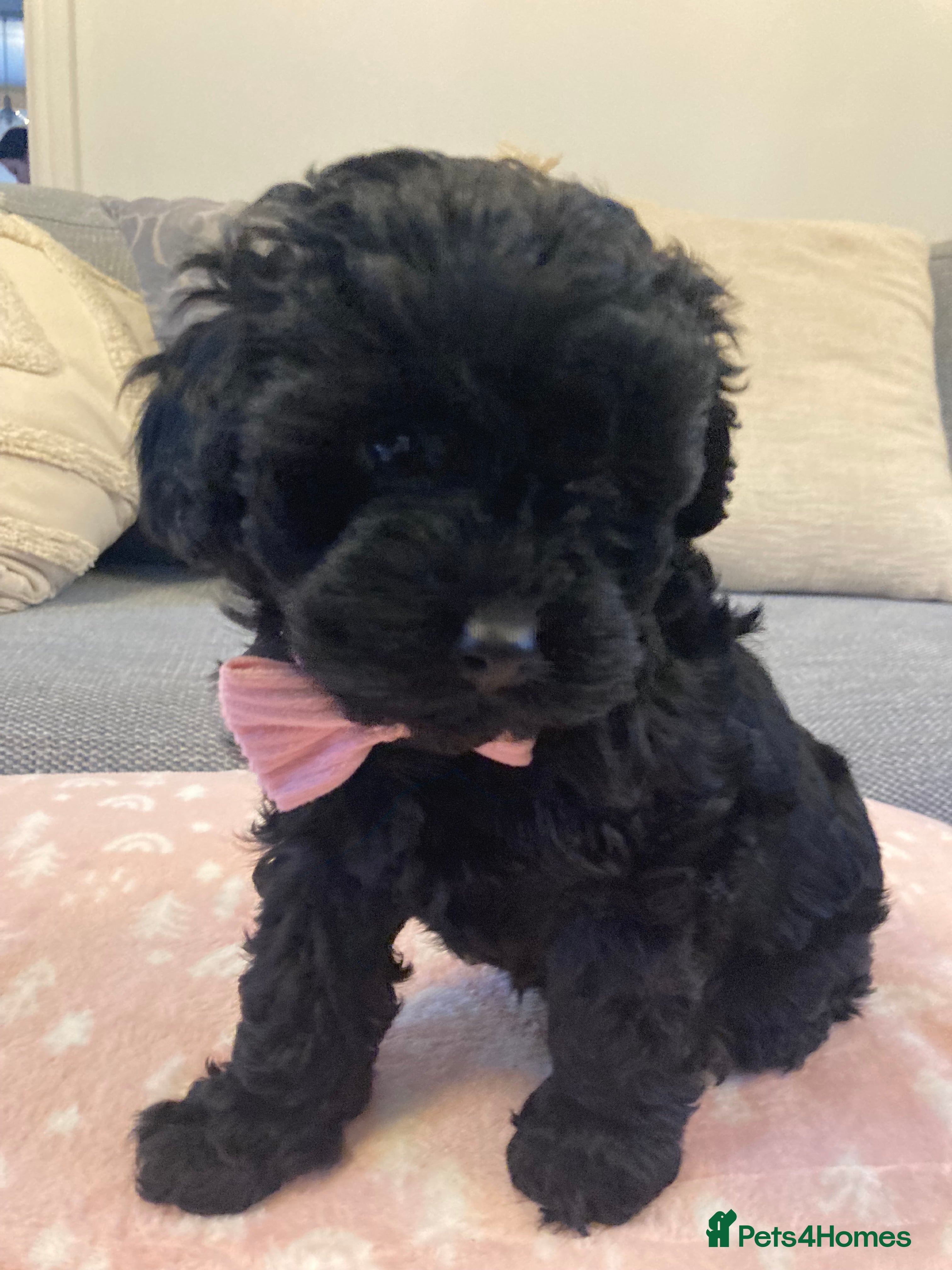 Cavapoo dogs F1b cavapoo gorgeous girl  - Advert 2