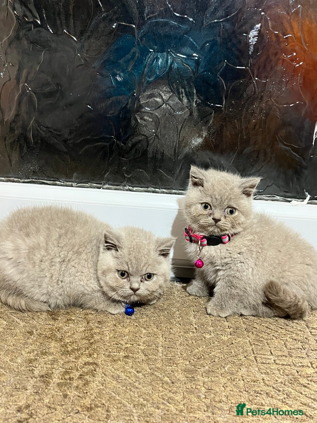 British Shorthair cats for sale: ⭐️ PURE BREED BRITISH SHORTHAIR KITTENS - Advert 11