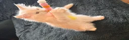 Maine Coon cats for sale: Amazing pure bread Maine Coons kittens  - Advert 2