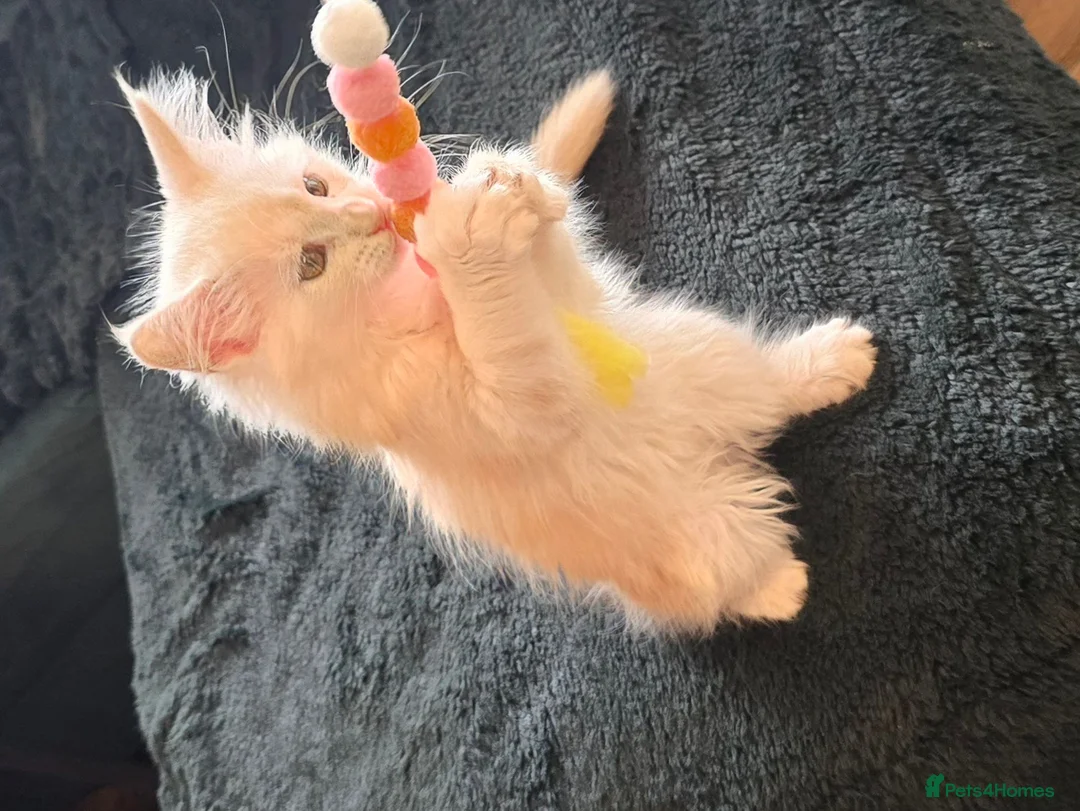 Maine Coon cats for sale: Amazing pure bread Maine Coons kittens  - Advert 2