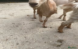 Goats livestock for sale: Goat family for Sale. - Image 6
