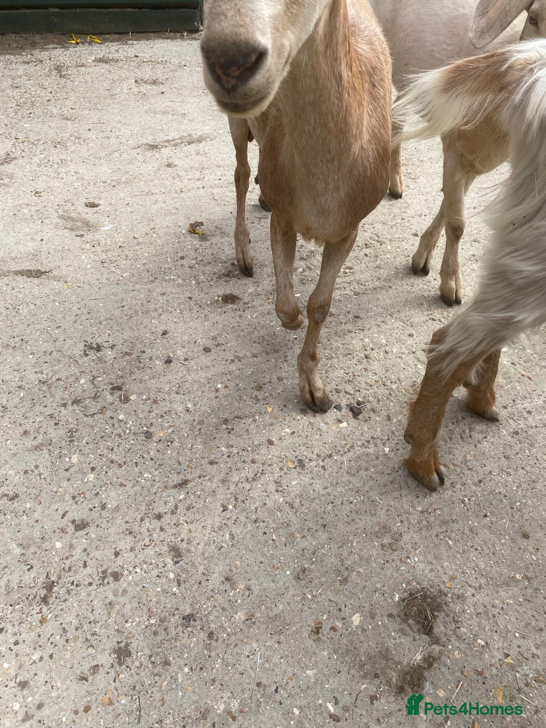 Goats livestock for sale: Goat family for Sale. - Image 6