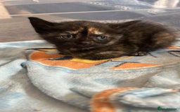 British Shorthair cats for sale: British Shorthair Cross Kittens  - Image 11