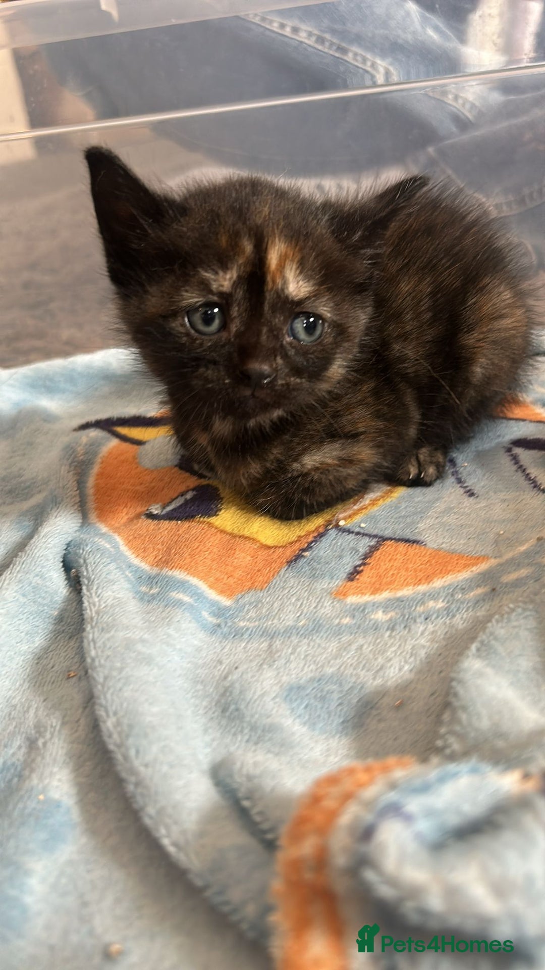 British Shorthair cats for sale: British Shorthair Cross Kittens  - Image 11