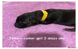 German Shepherd dogs for sale: German shepherd puppies  - Image 7
