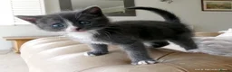 Mixed Breed cats for sale: Gorgeous Rag Doll/Maine Coon/Russian Blue X - Advert 16