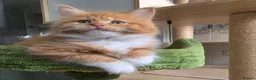 Maine Coon cats for sale: 🐱 Beautiful ginger half maine coon kittens - Advert 6