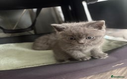 British Shorthair cats for sale: Stunning GCCF BSH kittens (2 MALES left) - Image 3