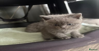 British Shorthair cats - Advert 6
