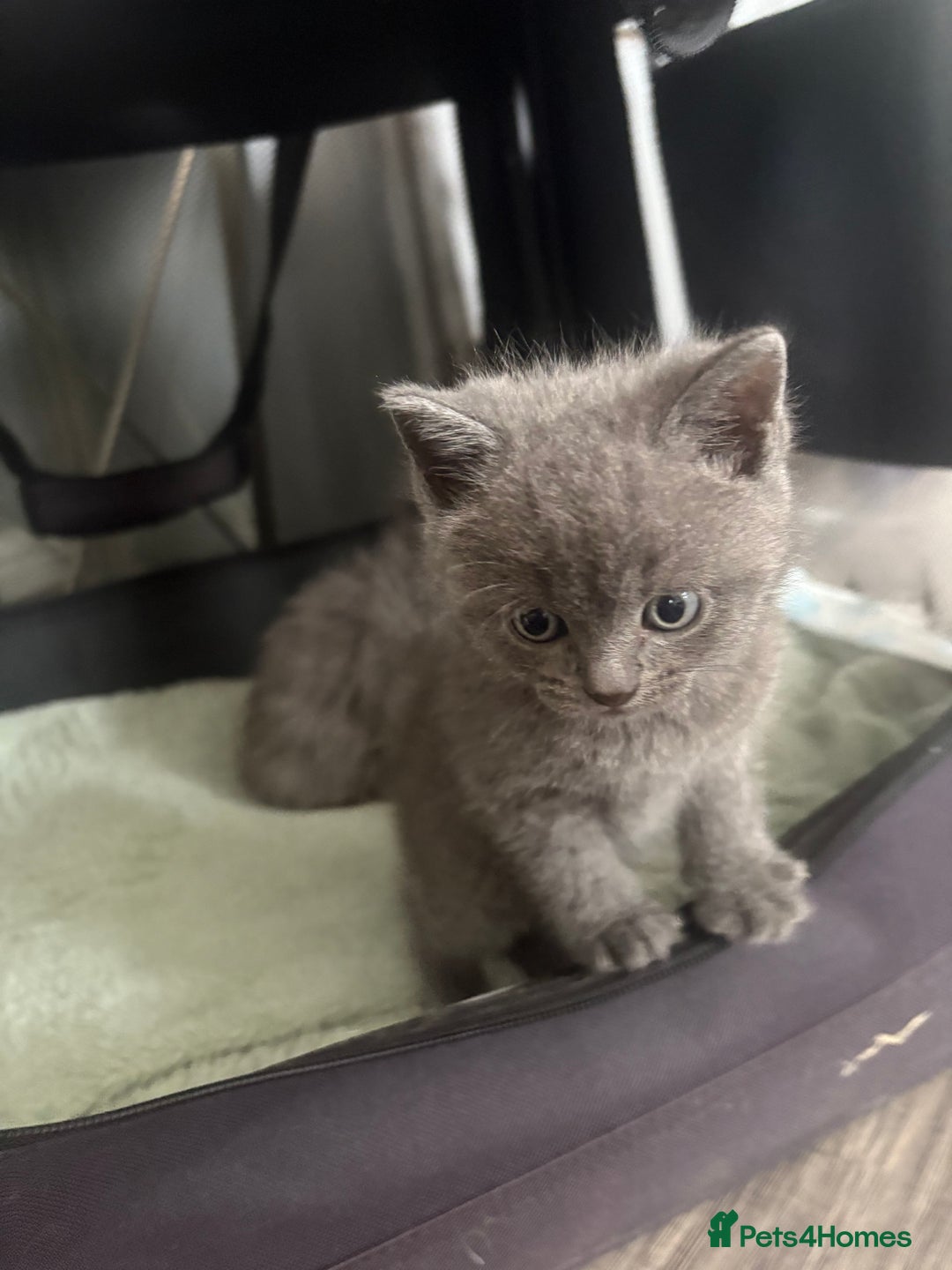 British Shorthair cats for sale: Stunning GCCF BSH kittens (2 MALES left) - Image 3