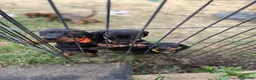 Dachshund dogs for sale: 4 MINIATURE DASCHOUNDS LEFT  - Advert 9
