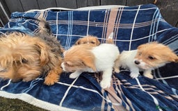 Jack Russell dogs for sale: Lovely Rough Coated Small Jack Russells  - Advert 10