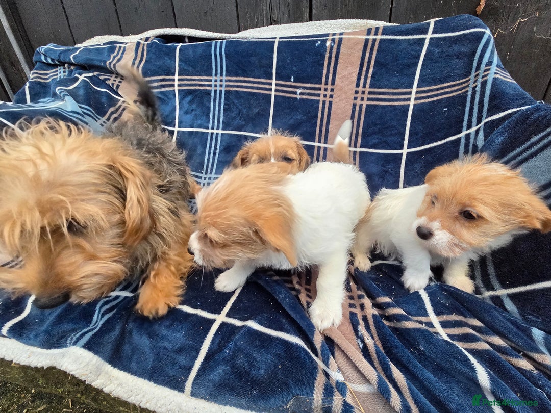 Jack Russell dogs for sale: Lovely Rough Coated Small Jack Russells  - Advert 10