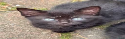 Mixed Breed cats for sale: 6 female Kittens. Black and tortoise.  - Advert 5