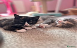 British Shorthair cats for sale: Gorgeous playful British Shorthair kittens  - Image 2