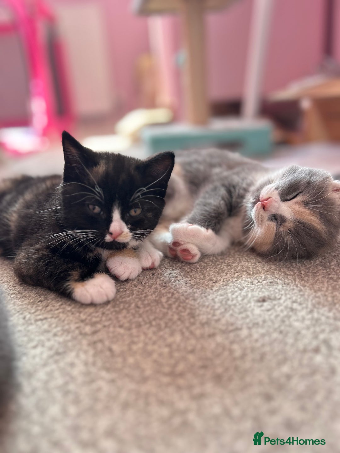 British Shorthair cats for sale: Gorgeous playful British Shorthair kittens  - Image 2