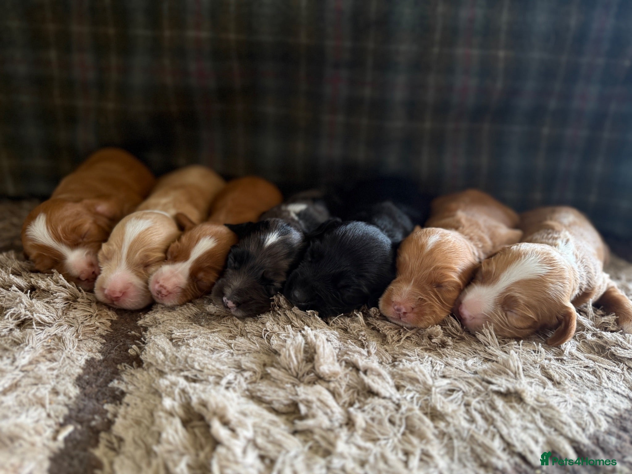 Cocker Spaniel dogs Gorgeous Cocker Spaniel puppies.  - Advert 4
