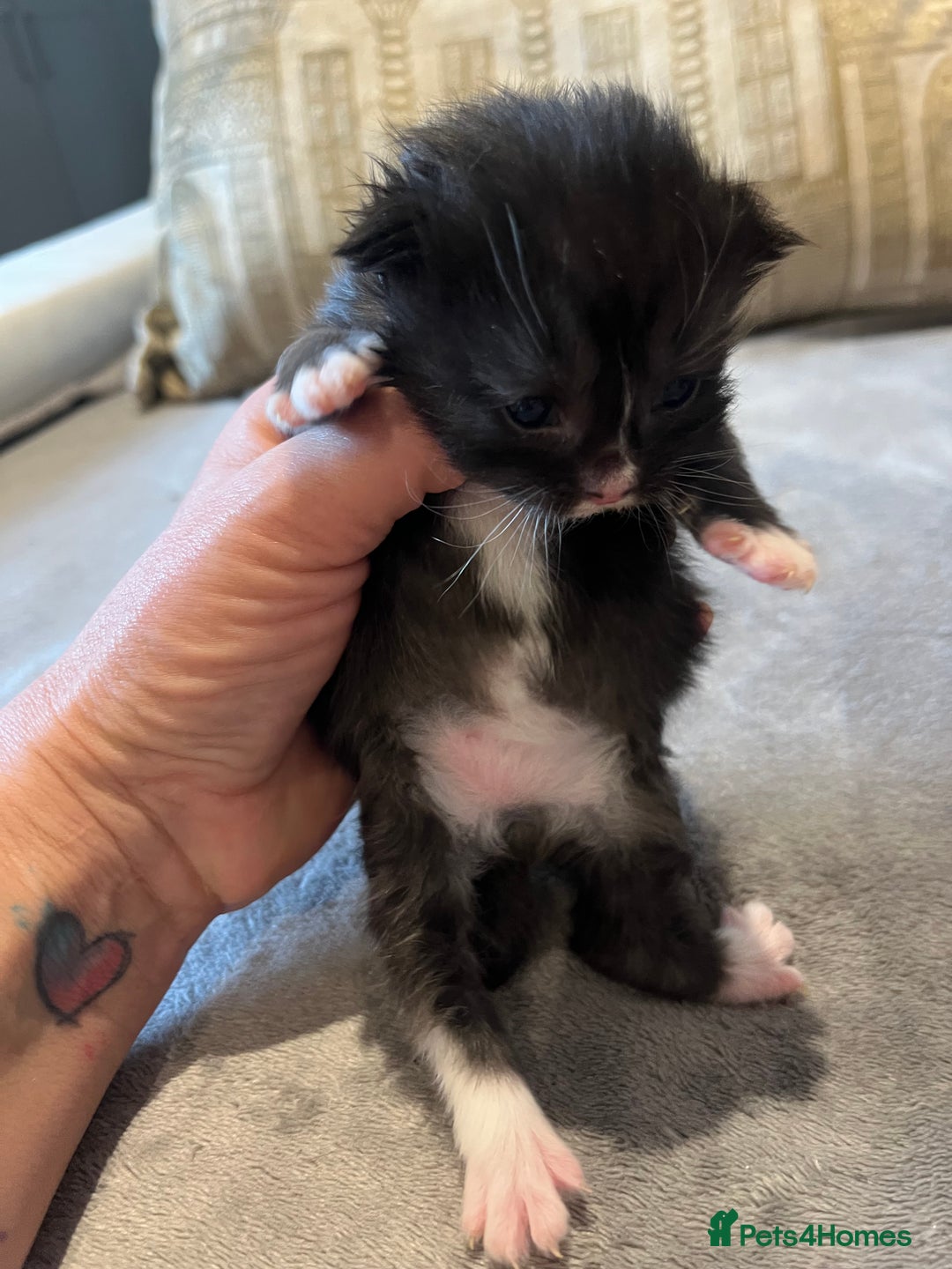 Mixed Breed cats for sale: Maine Coon Mix  - Advert 7