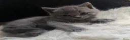 British Shorthair cats for sale: 4 beautiful babies looking for their forever home  - Advert 5