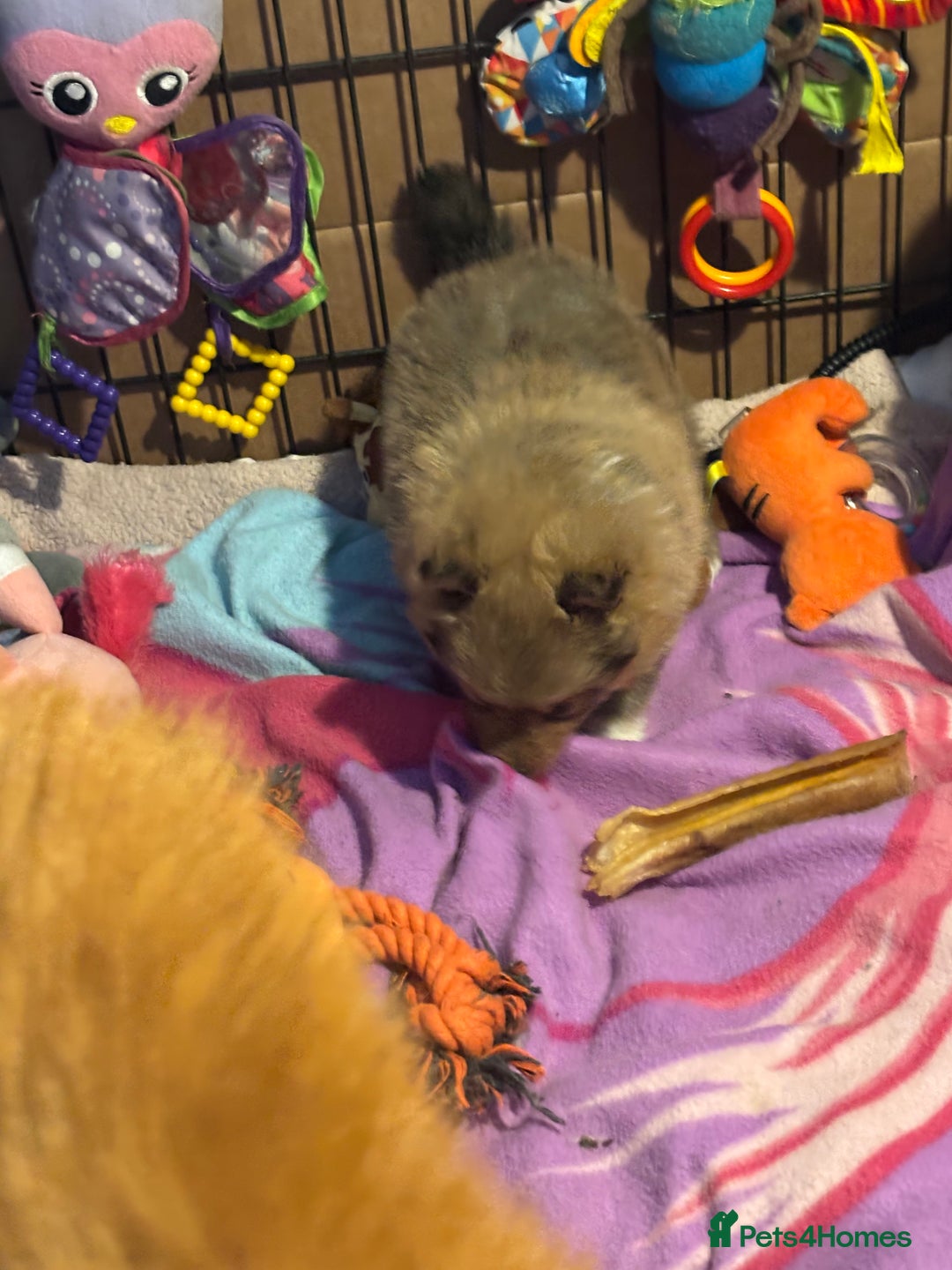 Shetland Sheepdog dogs for sale: Pretty Shetland sheepdog girl puppy  - Advert 8