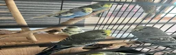 Budgerigars birds for sale: 2026 budgies  - Advert 1