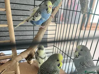 Budgerigars birds 2026 budgies - Advert 1