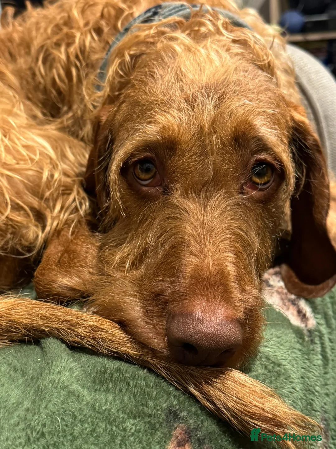 Hungarian Vizsla dogs for sale: Wirehaired vizsla puppies  - Advert 25