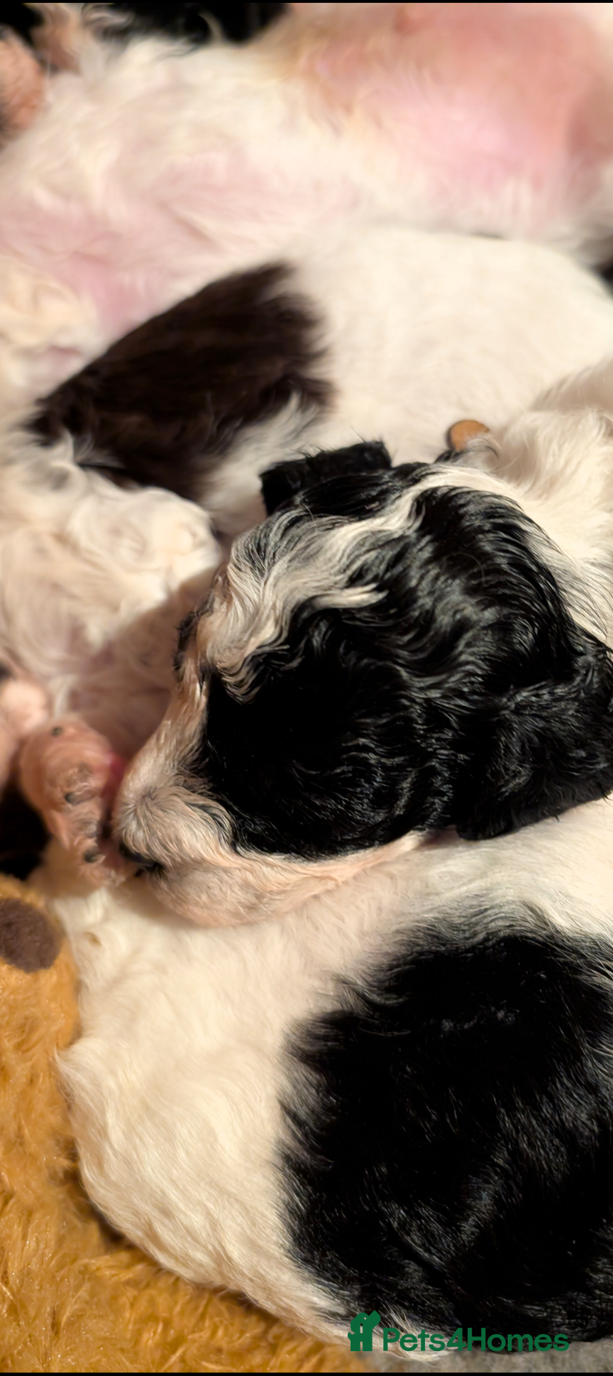 Miniature Poodle dogs Beautiful miniature parti viewing now  - Advert 11